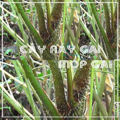 Củ Ráy Gai (Móp Gai) khô 1kg