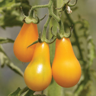 Hạt giống Cà chua Lê Vàng Thái Lan VTS138