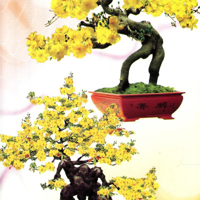 Trồng Mai - Kỹ Thuật Bón Tưới, Phòng Trừ Sâu Rầy, Bệnh Hại