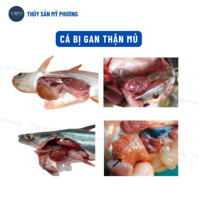 Bkc sát khuẩn ao diệt nấm ghẻ đốm trắng đỏ thối vây đuôi tuột nhớt gan thận mủ Altimox Eff tôm thẻ cá lươn ếch ốc baba