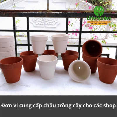 combo 10 chậu đất nung màu nâu