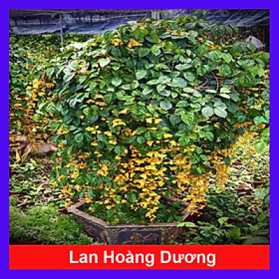 Cây hoa Lan Hoàng Dương siêu hoa - Cây chuỗi ngọc hoa vàng (Ảnh thật) cao 50cm