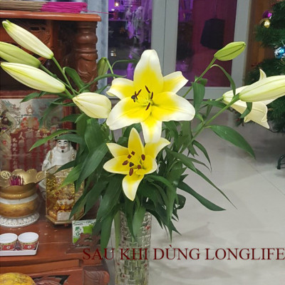 Chăm sóc hoa lâu tàn bằng bột dưỡng cho hoa cắt cành nhập khẩu Israel (Set 50 gói) giữ hoa lâu tàn gấp 2 lần bình thường và 14 ngày không thay nước mới