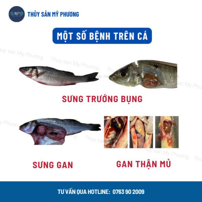 Bkc sát khuẩn ao diệt nấm ghẻ đốm trắng đỏ thối vây đuôi tuột nhớt gan thận mủ Altimox Eff tôm thẻ cá lươn ếch ốc baba