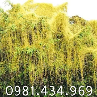 01Kg Dây Tơ Hồng Khô Loại Đặc Biệt 981