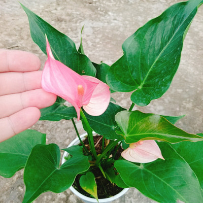 Cây hồng môn 2 màu