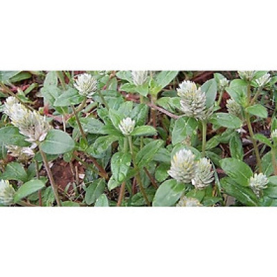 01KG Cây Nở Ngày Đất Phơi Khô Loại 1