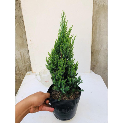 Cây sơn tùng trang trí noel cao 40-50 cm (ảnh thật số 2)