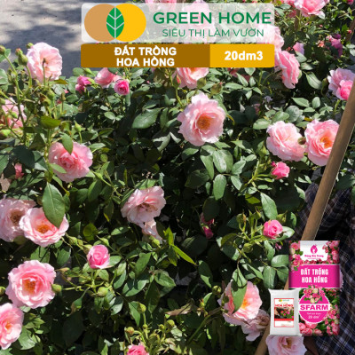 Đất Trồng Hoa Hồng Greenhome, Sfarm, Bao 20dm3 (8kg), Hữu Cơ, Trộn Sẵn, Tiện Lợi, Đầy Đủ Dinh Dưỡng