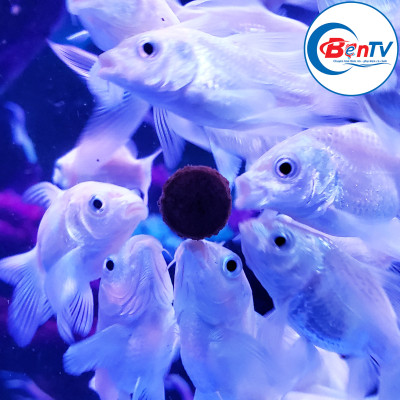 Thức ăn dán kính Multibio Stick on (Hộp 70g)