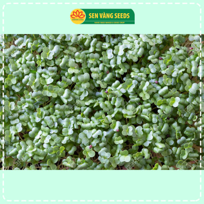 Hạt Giống Rau Mầm Cải Thìa - Hạt nhập khẩu New Zealand, nảy mầm >95%, dễ trồng, sinh trưởng khỏe - HẠT GIỐNG SEN VÀNG