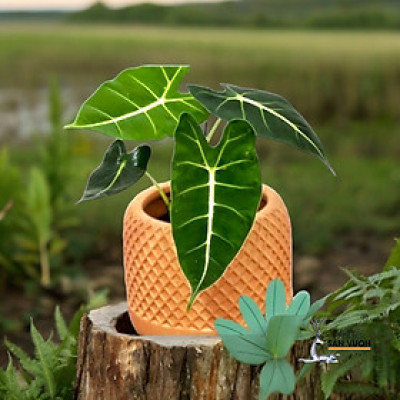 Chậu Trồng Cây Gốm Đất Nung (Terracotta) Dáng Trụ Tròn Hoa Văn Đan Lưới