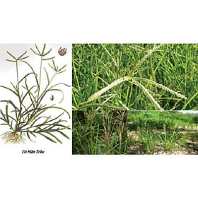 Cỏ mần trầu khô sạch 1kg nhà làm