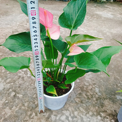 Cây hồng môn 2 màu