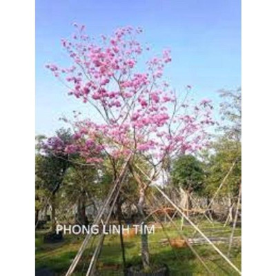 COMBO 2 BẦU CÂY PHONG LINH TÍM GIỐNG