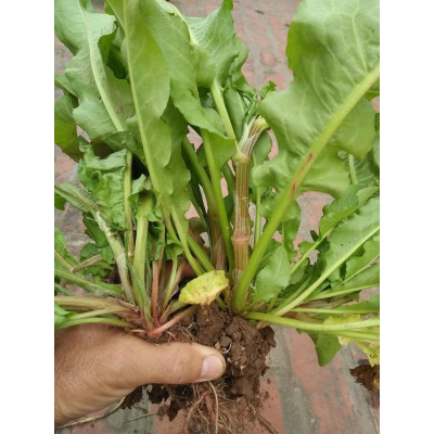 01Kg Cây Chút Chít Khô Loại 1 981SP