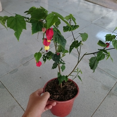 Cây Lồng Đèn - cây cảnh vườn + tặng phân bón cho cây