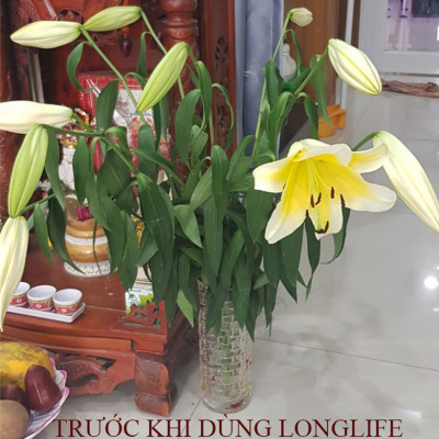 Chăm sóc hoa lâu tàn bằng bột dưỡng cho hoa cắt cành nhập khẩu Israel (Set 50 gói) giữ hoa lâu tàn gấp 2 lần bình thường và 14 ngày không thay nước mới