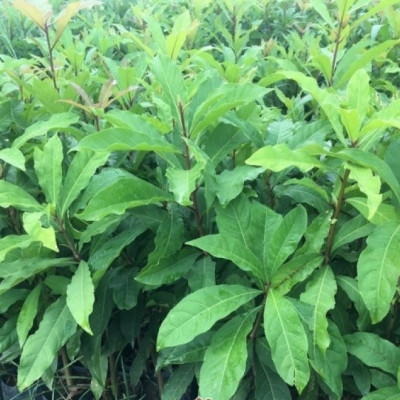 Combo - 2 Cây lộc vừng hoa đỏ, cây giống cao khoảng 60cm