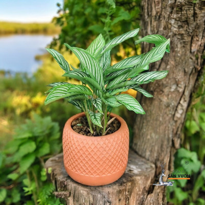 Chậu Trồng Cây Gốm Đất Nung (Terracotta) Dáng Trụ Tròn Hoa Văn Đan Lưới