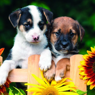 Tranh xếp Hình Tia Sáng Cún Con Đón Mẹ (247 Mảnh Ghép)