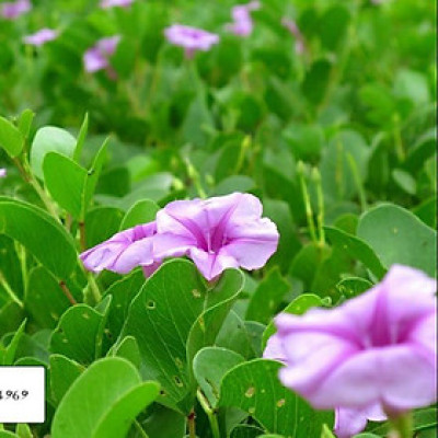 Rau muống biển khô 1kg