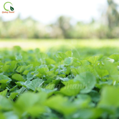 [CHÍNH HÃNG] Bột Rau Má Sấy Lạnh Nguyên Chất Gói 100gr  - Mát gan, detox, giảm mụn, giảm cân, giải nhiệt cơ thể