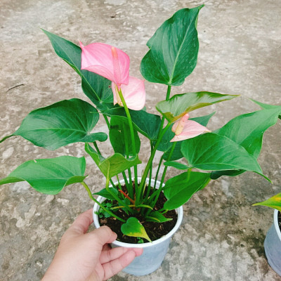 Cây hồng môn 2 màu