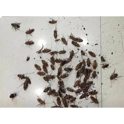 Chế Phẩm Diệt Kiến Gián Sinh Học Anbio Sử Dụng An Toàn Chai 10 ml