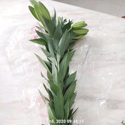 Set 50 gói Bột Dung Dịch Dưỡng Hoa LILY Longlife Nhập khẩu Israel giúp hoa Lily tươi lâu gấp 2 lần, cánh hoa đậm màu và 14 ngày không thay nước cắm hoa (1 gói 5gr pha được 0.5 lít nước) 
