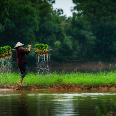 Combo 2 Sản Phẩm Gạo  ST25 Túi 5Kg - Gạo Ông Cua, Đặc Sản Sóc Trăng
