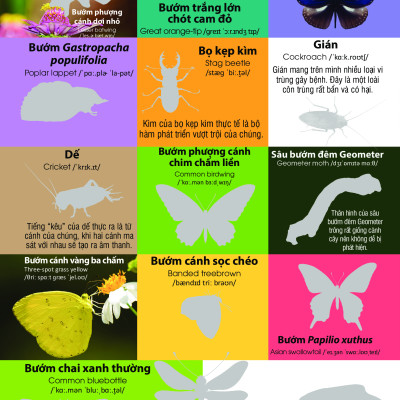 Dán Hình Nhận Biết Động Vật - Chim Và Côn Trùng (Song Ngữ Việt-Anh)