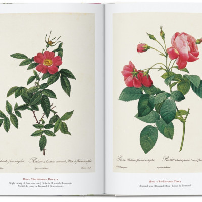 Artbook - Sách Tiếng Anh - Book Of Flowers