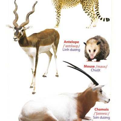 Từ Điển Anh - Việt Bằng Hình: Động Vật (Dành Cho Trẻ Từ 2 - 6 Tuổi)