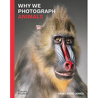 Why We Photograph Animals  