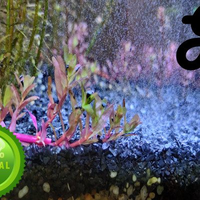 Than lai Gliba 250gram