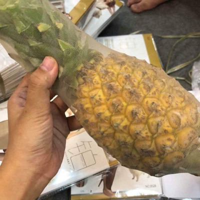  Quần Tất Dứa Xịn 