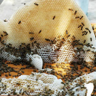 Nến Sáp Ong 48 Giờ Kèm Dĩa Gỗ Dừa 10cm : Khử Mùi Hôi Phòng Kín, Làm Sạch Không Khí, Thơm Nhẹ Mùi Mật Ong - HÀNG CHÍNH HÃNG