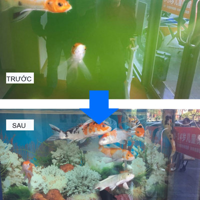 Đèn UV 5W 7W 9W 11W diệt khuẩn, rêu tảo bể cá cảnh trong 7 ngày cao cấp Sterilization King