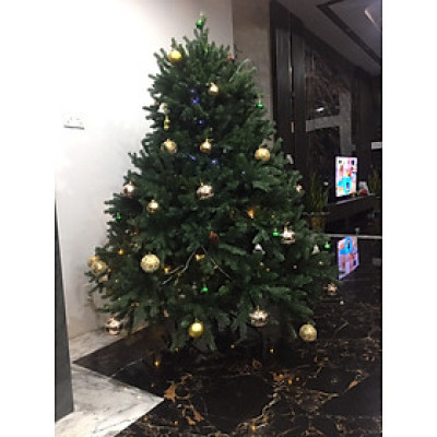 Cây thông Pe cao cấp 2m - Cây thông noel PE -  Cây tự động bung cành