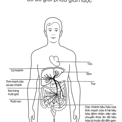 Gan Ơi Là Gan - Người Hùng Thầm Lặng Trong Cơ Thể Giúp Chúng Ta Sống Lâu Và Khỏe Mạnh