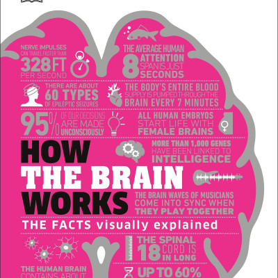How The Brain Works: The Facts Visually Explained (How Things Work)