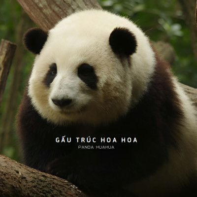 [Sách Ảnh] Gấu Trúc Hoa Hoa - Panda HuaHua - Amakbooks