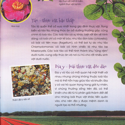 Thiên Nhiên- Những Bí Mật Còn Ẩn Giấu - Gia Đình Thực Vật - 2HBooks