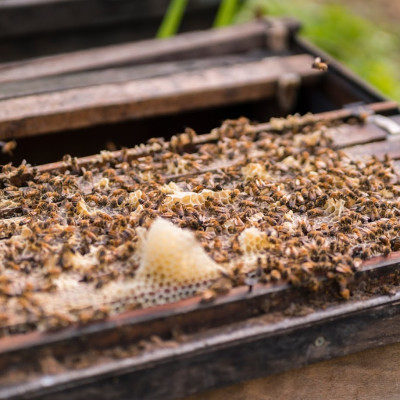 Mật ong rừng sữa chúa – Rừng Nhiệt Đới chai 360g có vị ngọt đậm thơm hương sữa ong chúa