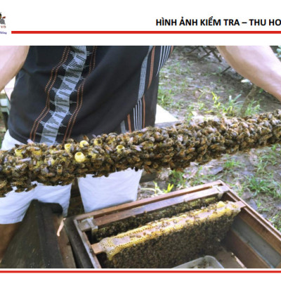 Bộ 2 Mật Ong Thiên Nhiên 5 Sạch Honeyboy 1kg