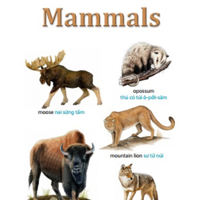 5.500 Từ Vựng Tiếng Anh Thông Dụng Nhất (Tái Bản 2020 - Màu)