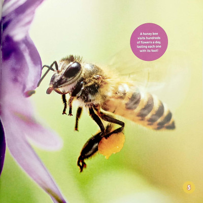 Explore My World: Honey Bees