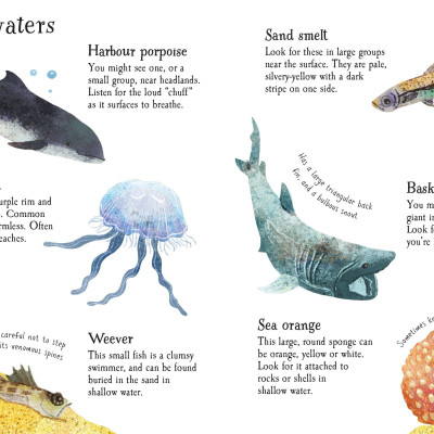 Seashore Life To Spot