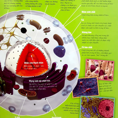 Thế Nào Và Tại Sao - Cơ Thể Người - Tuyệt Tác Của Tạo Hóa - Bìa Cứng (Tái Bản)